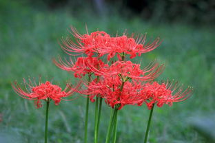  彼岸花花语及寓意，彼岸花的美丽寓意与花语，永恒的美丽与思念--第1张