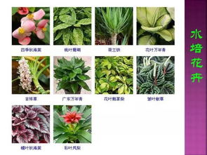  1000种植物名字大全--第1张