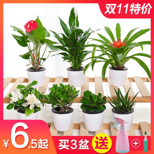  室内易养的懒人盆栽植物大全--第1张