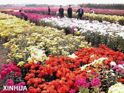  西安花卉物流公司，打造花卉行业的物流新篇章，西安花卉物流公司，引领花卉行业物流新潮流--第1张
