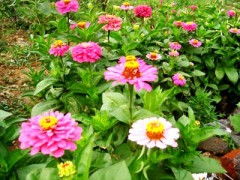  鲜花批发基地直供，品质保证，价格实惠的鲜花供应新选择，鲜花批发新选择，品质保证，价格实惠的鲜花供应，来自鲜花批发基地直供--第1张