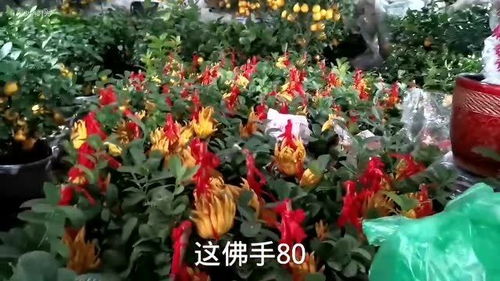  鲜花批发网站哪个好--第1张