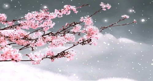  梅花图片，冬日里的温暖与坚韧--第1张