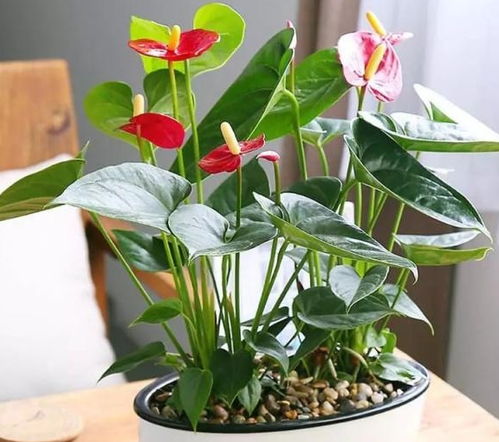  红掌花适合在室内养吗--第1张