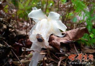  ，十种冥界之花--第1张