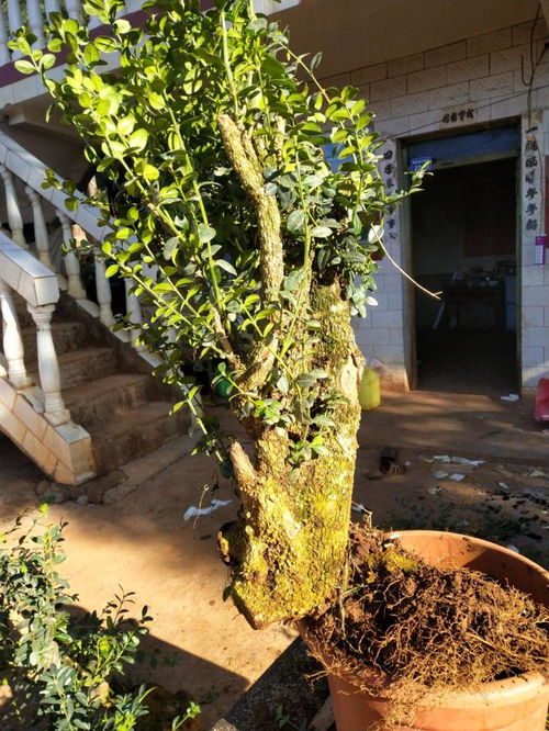  四季不落叶耐寒植物——永恒的绿色使者，四季不落叶耐寒植物，永恒的绿色使者——探讨其生态意义和养护技巧--第1张