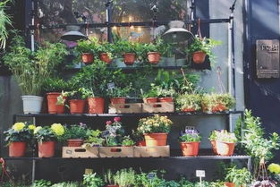  成都花店网上订花特价——浪漫与实惠的完美结合--第1张