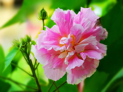  芙蓉花的花语，芙蓉花的花语，纤细之美、贞操、纯洁。--第1张