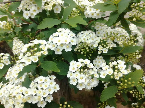  常见100种花树--第1张