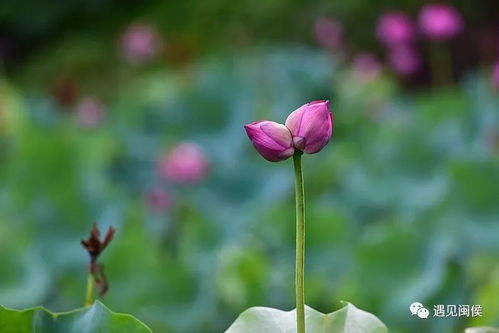  并蒂莲双生花的经典诗句，并蒂莲双生花，经典诗句--第1张