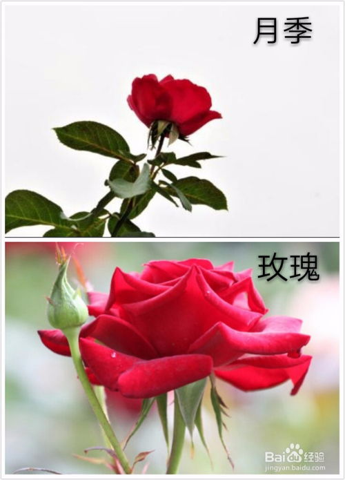  月季花与玫瑰花的区别--第1张
