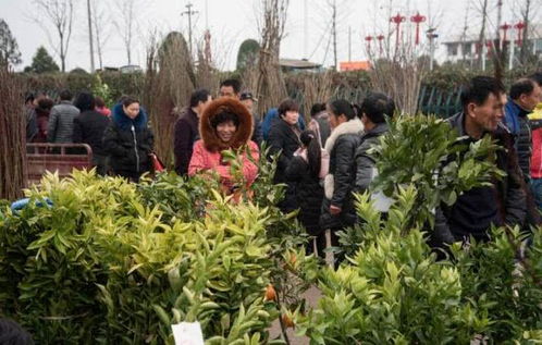  花木苗木批发市场，绿色经济的繁荣与机遇--第1张