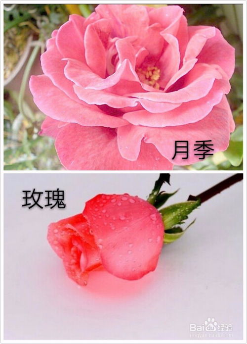  玫瑰花图片和月季花的区别，玫瑰花与月季花的图片对比，不同之处在哪里？--第1张