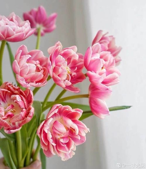  七种花适合送给老师的寓意，七种花适合送给老师寓意，赞美老师无私奉献的精神--第1张