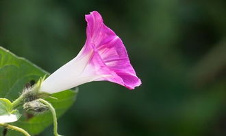  牵牛花的特点介绍--第1张