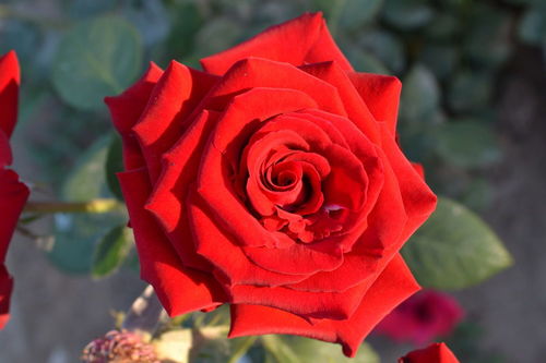  21朵玫瑰花的花语是什么，21朵玫瑰花，爱的承诺和无尽的爱意--第1张