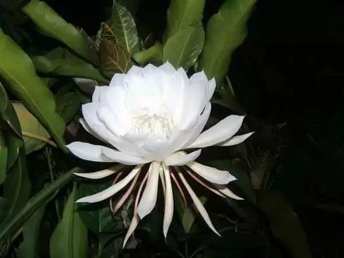  最名贵的十种花卉，最名贵的十种花卉有，1. 牡丹花、2. 玫瑰花、3. 兰花、4. 杜鹃花、5. 茶花、6. 君子兰、7. 蝴蝶兰、8. 木棉花、9. 紫罗兰、10. 百合花。这些花卉因其独特的美丽和稀有性而备受人们喜爱。--第1张