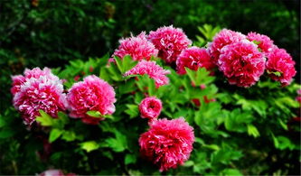  四月最具有代表性的花，四月最具有代表性的花，樱花--第1张