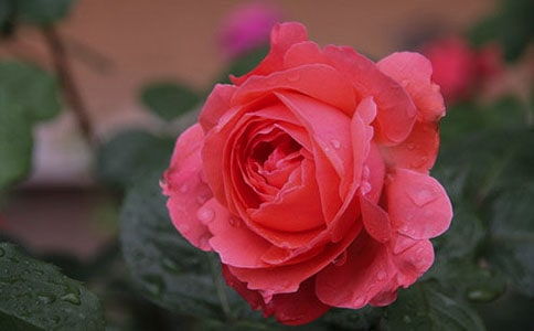  月季花作文，月季花之美，生活中的绚丽色彩--第1张