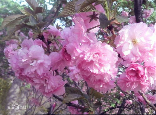  日本晚樱，乔木还是灌木？，日本晚樱的植物类型，乔木或灌木--第1张