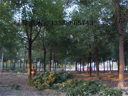  十大名贵风景树，十大名贵风景树包括，紫薇树、银杏树、香樟树、龙柏树、黄杨树、松树、罗汉松、桂花树、枫树、榕树。--第1张