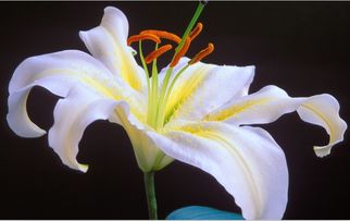  百合花的样子--第1张