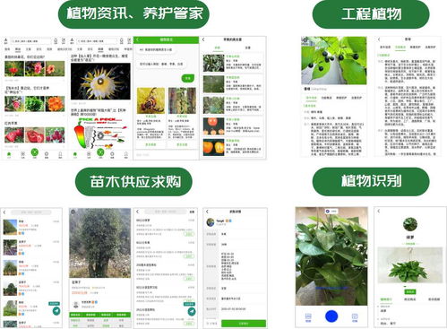  求购苗木网——一站式苗木交易平台--第1张