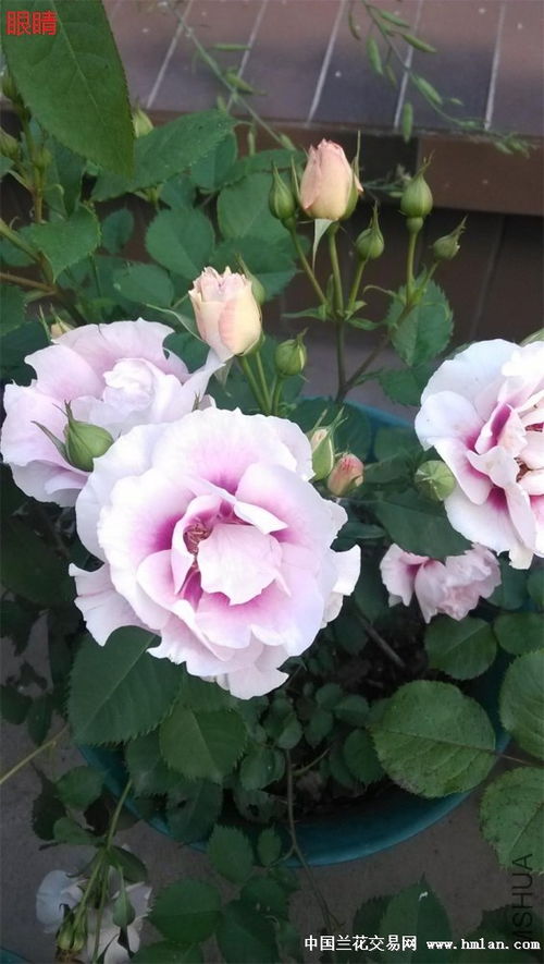  月季花的十大精品，月季花十大精品，美丽绽放的花中之王--第1张