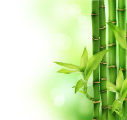  竹子的象征意义--第1张