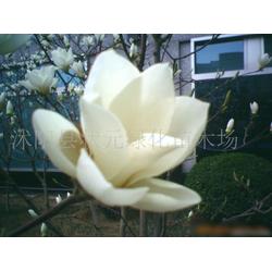  白玉兰树的价--第1张