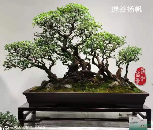  盆景交易网站推荐，盆景交易网站，盆景爱好者的最佳选择--第1张