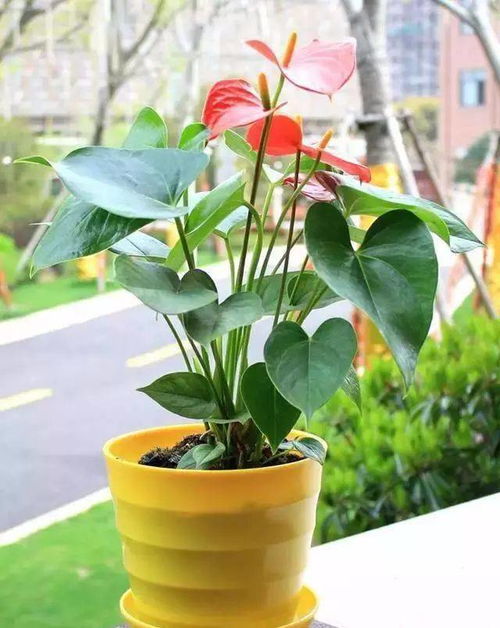  十大容易养活的室内植物，室内十大最容易养活的植物，绿萝、吊兰、常春藤、仙人掌、多肉植物、芦荟、虎皮兰、波士顿蕨、袖珍椰子和万年青。--第1张