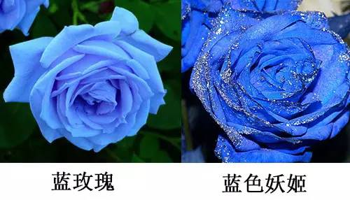  蓝色妖姬假花送人好吗？--第1张