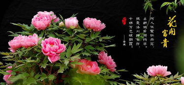  中国最美的花朵