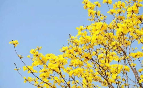  黄花风铃木花期——绽放的美丽与短暂的时光--第1张