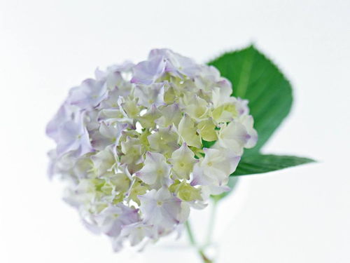  花卉绿植图片，自然之美与生命之力的完美结合--第1张
