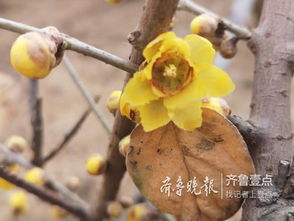  冬日腊梅，寒冬中的一抹亮色--第1张
