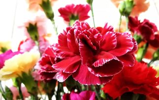  16朵康乃馨的价格，了解康乃馨的花语和价格，康乃馨的价格与花语，16朵康乃馨的价值探讨--第1张