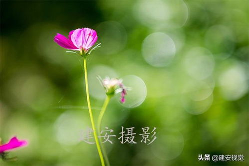  格桑花的别名--第1张