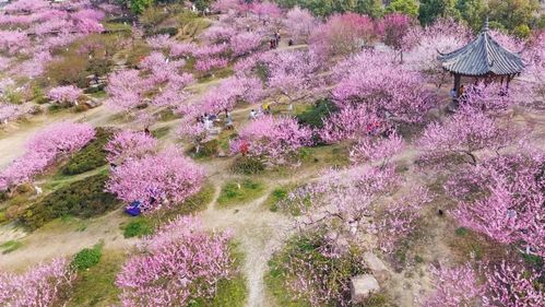 线上买花平台，鲜花购买的新选择--第1张