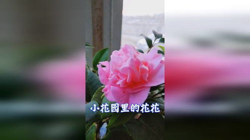  好看的花图片高清大全，高清好看的花朵图片大全--第1张