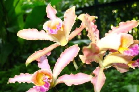  万代兰的花语，永恒的美丽与无尽的等待--第1张