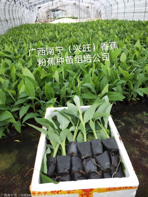  广西苗木批发市场在哪--第1张