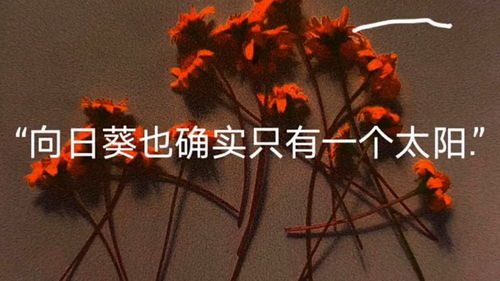  太阳花有一句很好的花语--第1张