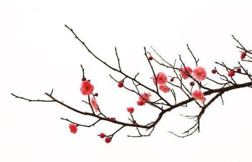  梅花的诗意世界，有梅花的诗句--第1张