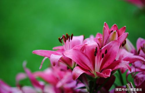  有关百合花的经典诗句，百合花礼赞--第1张