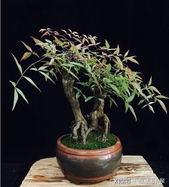  白蜡树盆景，精致的艺术品，生活的绿意点缀--第1张