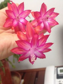  花的象征意义大全，花的象征意义，不同花卉的寓意与情感表达--第1张