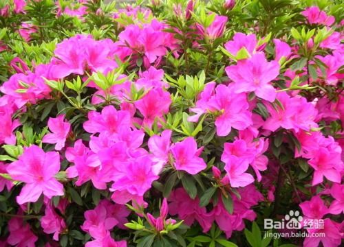  杜鹃花家庭养法全攻略--第1张