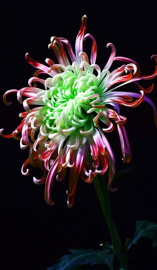  菊花的特点和品质--第1张